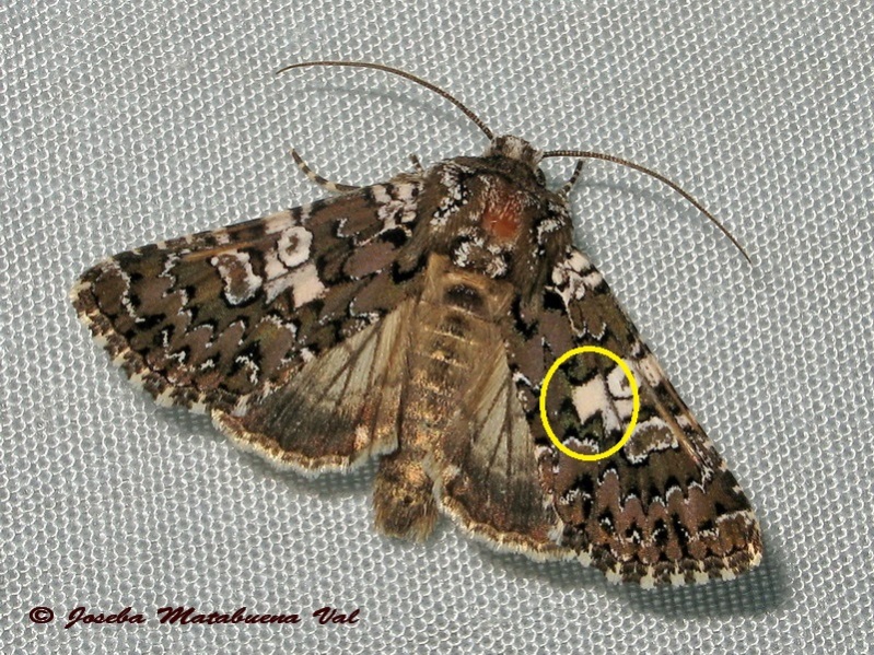 Lamprosticta culta - Noctuidae. No, Hadena albimacula